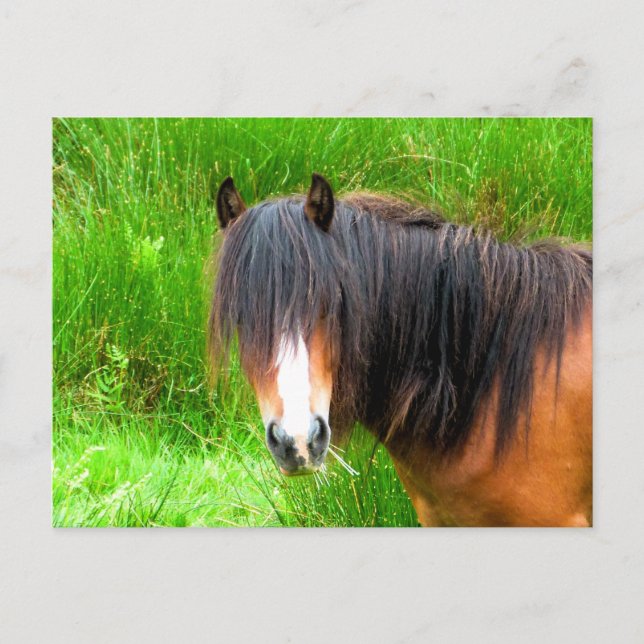 POSTAL CABALLOS (Anverso)