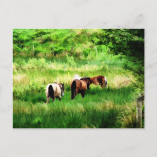 POSTAL CABALLOS