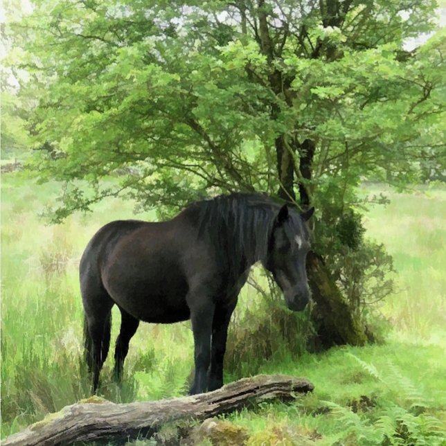 POSTAL CABALLOS (A beautiful black mare resting in the shade of the tree.)