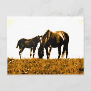 Postal Caballos