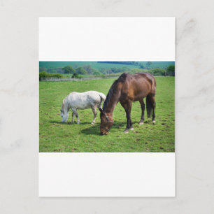 Postal Caballos