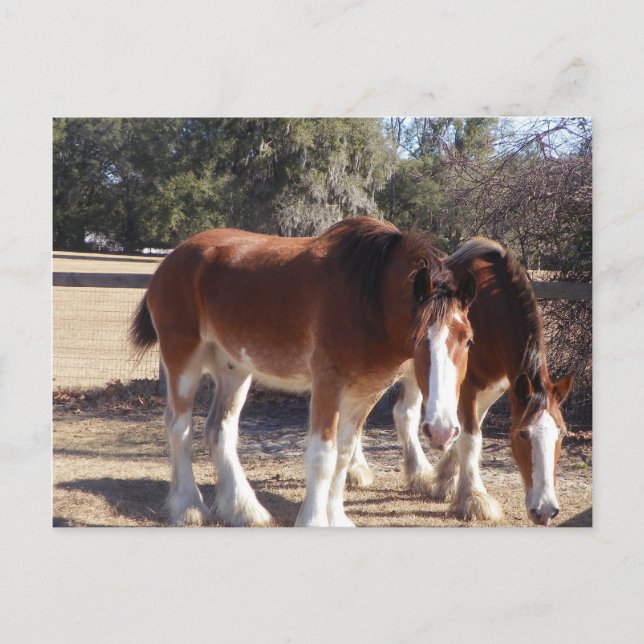 Postal Caballos (Anverso)