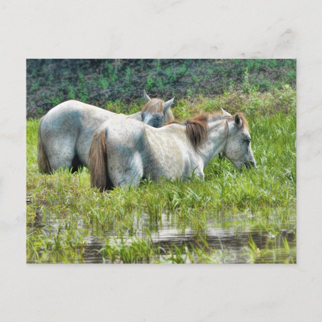 Postal Caballos a lo largo de la Amazonía (Anverso)