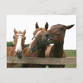 Postal Caballos actuando tontos