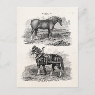 Postal Caballos agrícolas retro vintage de los años 1800