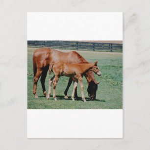 POSTAL CABALLOS AMIGOS