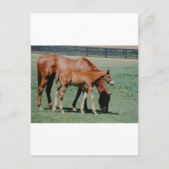 POSTAL CABALLOS AMIGOS (Anverso)