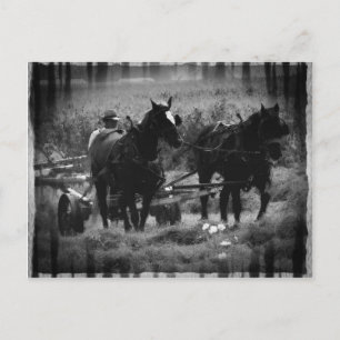 Postal Caballos Amish trabajando en el heno