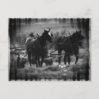 Postal Caballos Amish trabajando en el heno