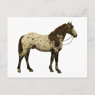 Postal Caballos antiguos - Appaloosa