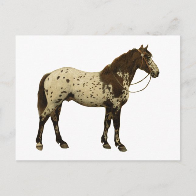 Postal Caballos antiguos - Appaloosa (Anverso)