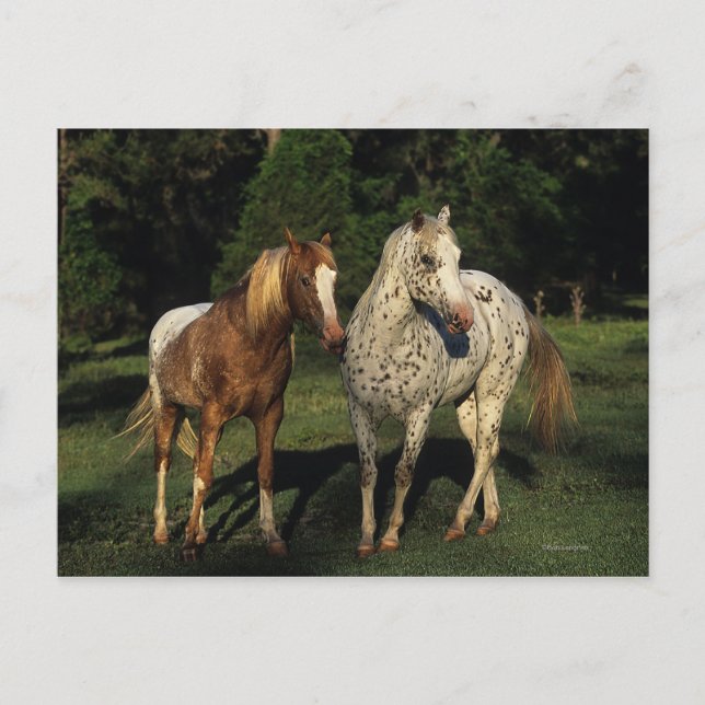 Postal Caballos Appaloosa (Anverso)