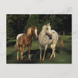 Postal Caballos Appaloosa