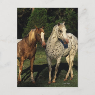 Postal Caballos Appaloosa