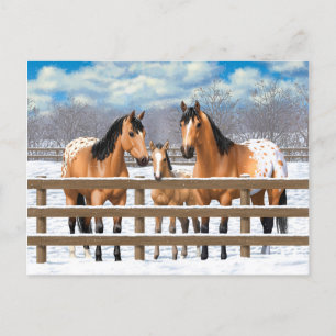 Postal Caballos Appaloosa De Cuello Rojo