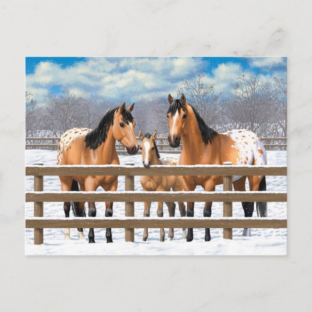 Postal Caballos Appaloosa De Cuello Rojo (Anverso)
