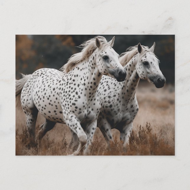 Postal Caballos Appaloosa de Leopardo Galloping (Anverso)