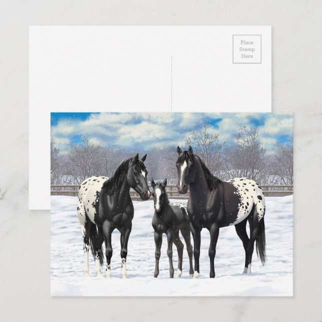 Postal Caballos Appaloosa Negros En Nieve (Anverso / Reverso)