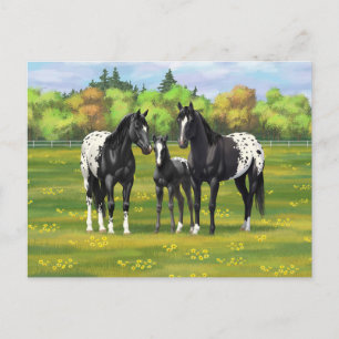 Postal Caballos Appaloosa Negros En Pastel De Verano
