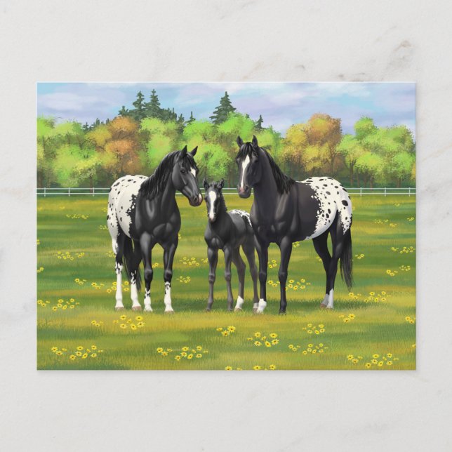 Postal Caballos Appaloosa Negros En Pastel De Verano (Anverso)