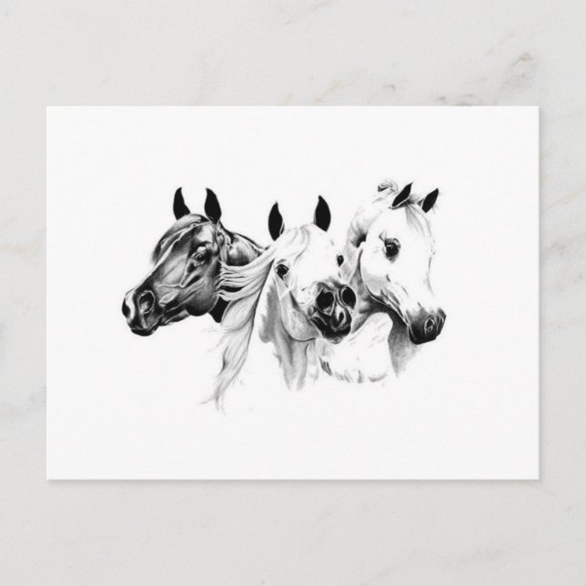 Postal Caballos Árabes (Anverso)