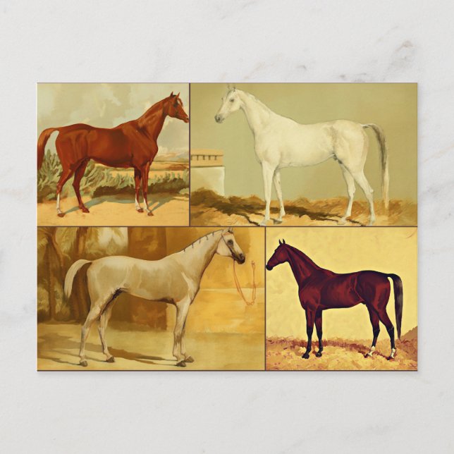 Postal Caballos árabes de época - collage (Anverso)