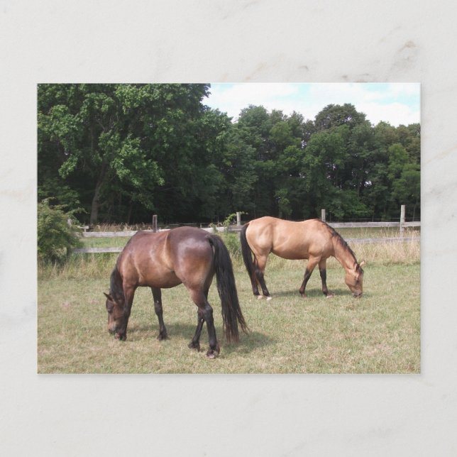 Postal Caballos Bay y Dun Grazing (Anverso)