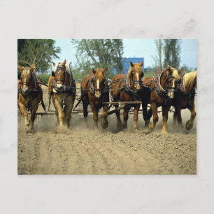 Postal Caballos belgas arando, seis arriba, Granja Roja S