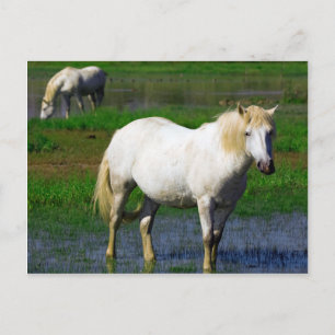 POSTAL CABALLOS BLANCOS