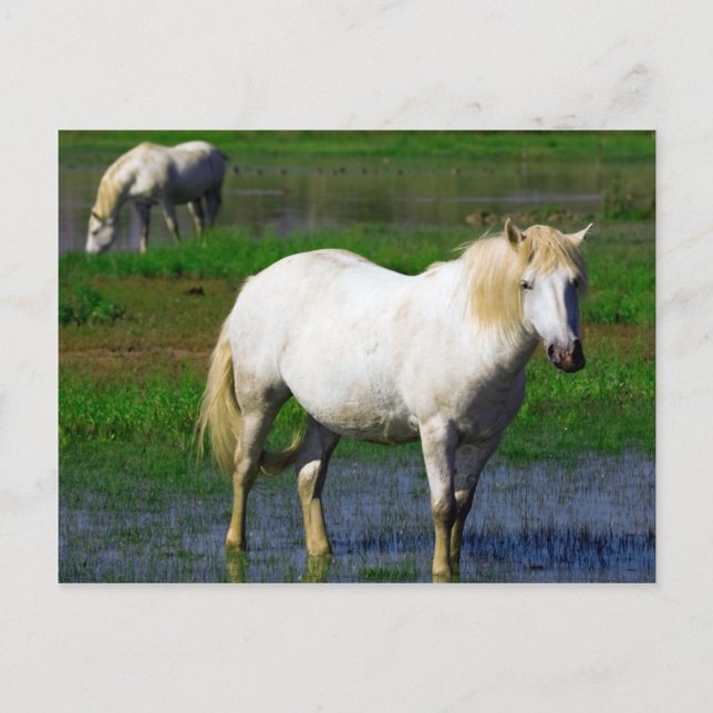 POSTAL CABALLOS BLANCOS (Anverso)