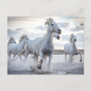 Postal Caballos blancos