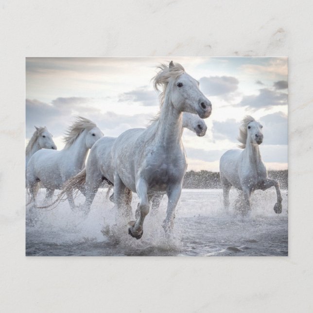 Postal Caballos blancos (Anverso)