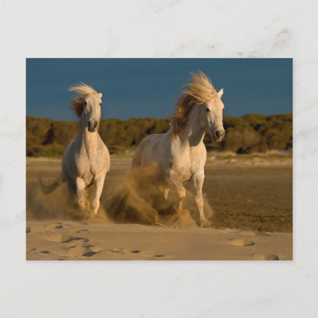 Postal Caballos Blancos Corriendo En La Playa | Camarga,  (Anverso)