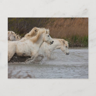 Postal Caballos Blancos de Camargue Corriendo en el Agua