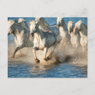Postal Caballos blancos de Camargue, Francia