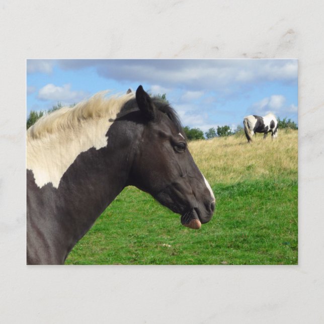 Postal Caballos blancos y negros / Postcard (Anverso)