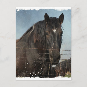 Postal Caballos Borradores en un pasto