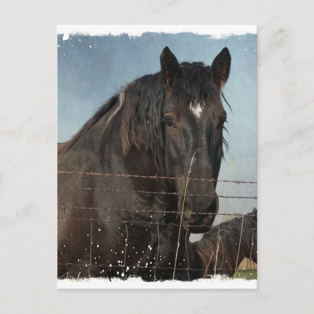 Postal Caballos Borradores en un pasto (Anverso)