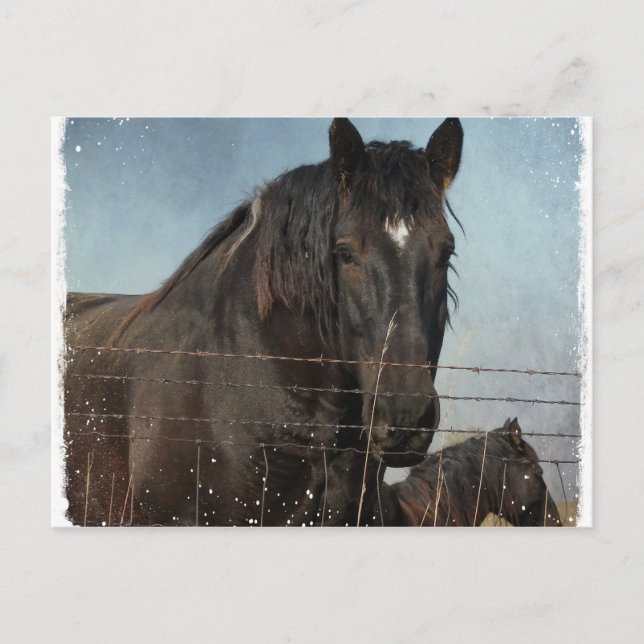 Postal Caballos Borradores en un pasto (Anverso)