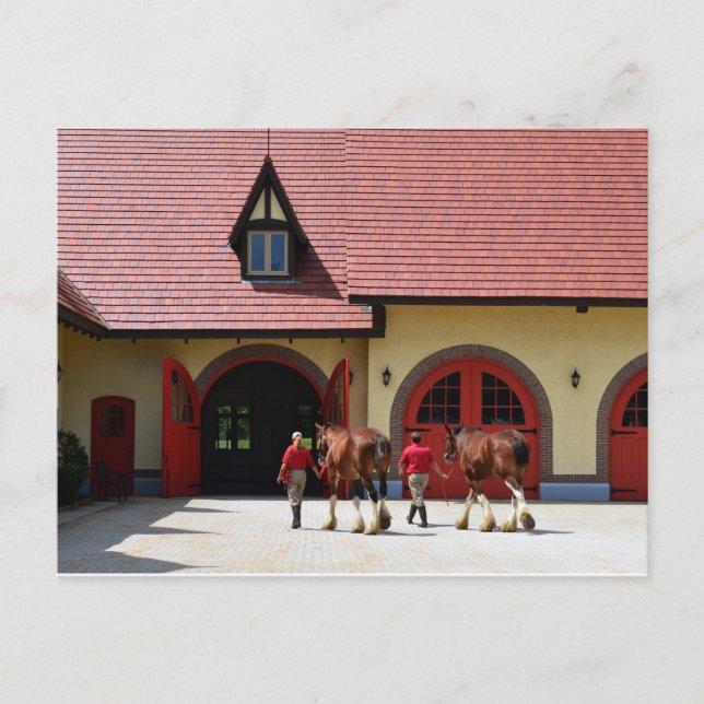 Postal Caballos Budweiser Clydesdale en New Hampshire (Anverso)