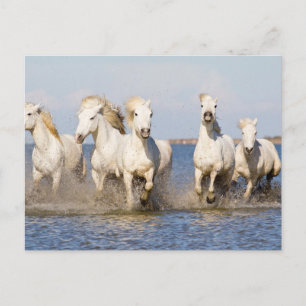 Postal Caballos Camargue