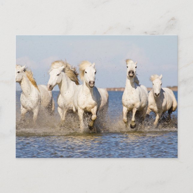 Postal Caballos Camargue (Anverso)