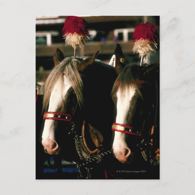 Postal Caballos con patas (Anverso)