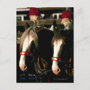 Postal Caballos con patas