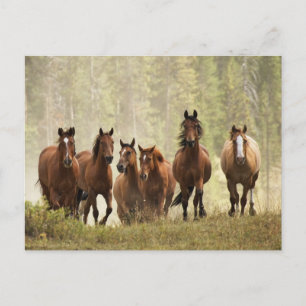 Postal Caballos coronando una pequeña colina durante la r