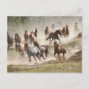 Postal Caballos corriendo durante la rodeo, Montana