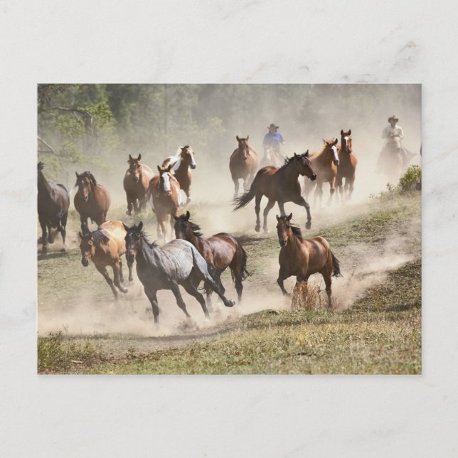 Postal Caballos corriendo durante la rodeo, Montana (Anverso)