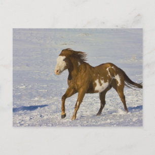 Postal Caballos Corriendo en Nieve