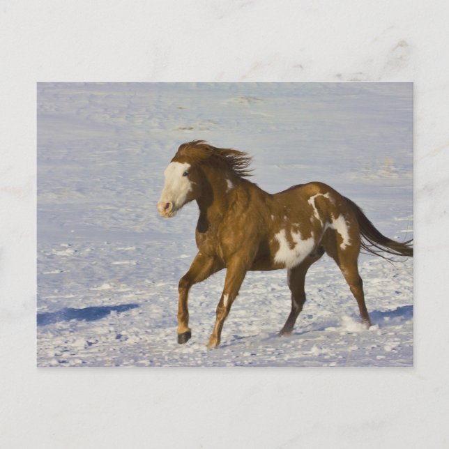 Postal Caballos Corriendo en Nieve (Anverso)