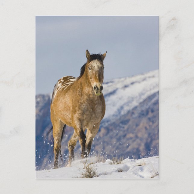 Postal Caballos Corriendo en Nieve (Anverso)